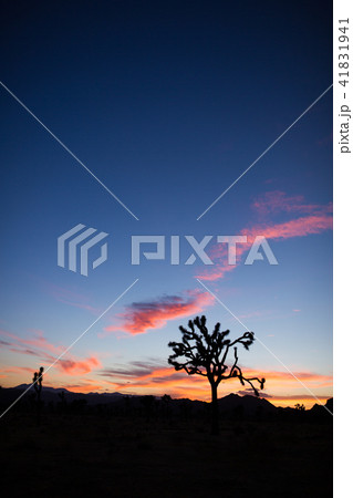 ジョシュアツリーの夕日 ジョシュアツリーの夕日 41831941