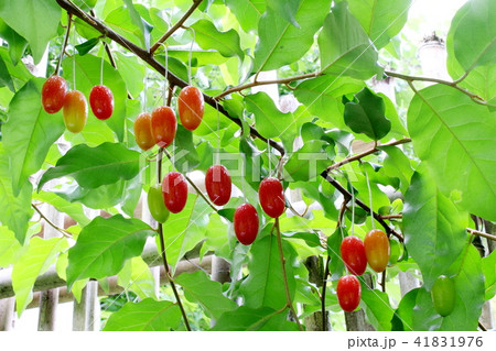 グミの実 41831976