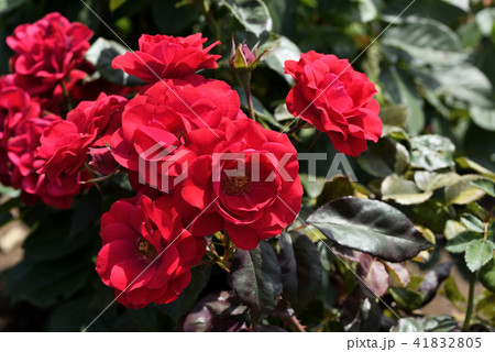 バラ（タランガ） 41832805