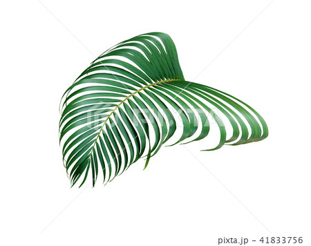 green palm leaf isolated on white background green palm leaf isolated on white background 41833756