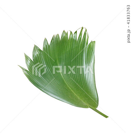 green palm leaf on white background green palm leaf on white background 41833763