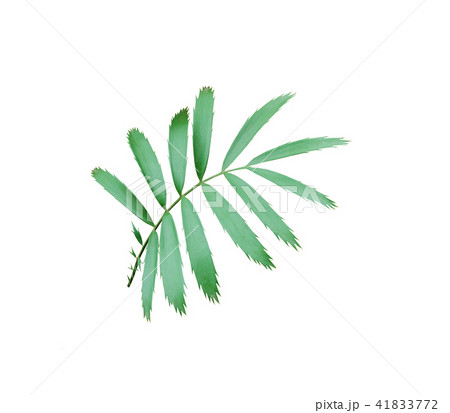 green palm leaf isolated on white background green palm leaf isolated on white background 41833772