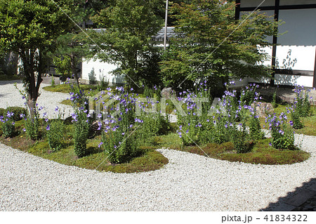 京都 廬山寺 源氏庭 京都 廬山寺 源氏庭 41834322