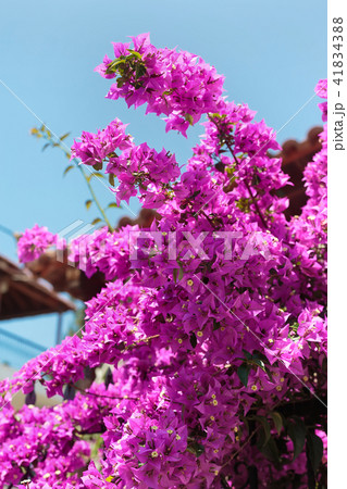 Purple Bougainvillea flower bush and blue sky - Stock Photo [41834388] -  PIXTA