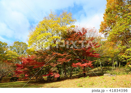 秋の公園　鮮やか紅葉 41834396
