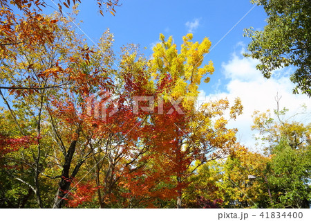 鮮やか紅葉 41834400