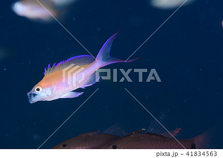 フタイロハナゴイ 41834563