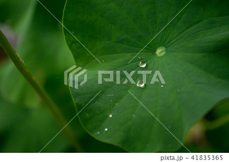 放光寺1068 放光寺1068 41835365