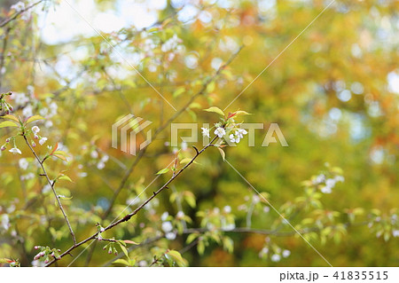 ヒマラヤザクラ満開 41835515