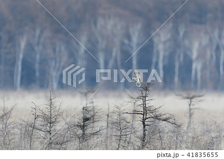 フクロウ フクロウ 41835655