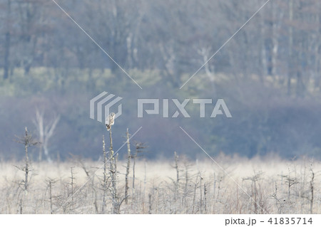 フクロウ 41835714