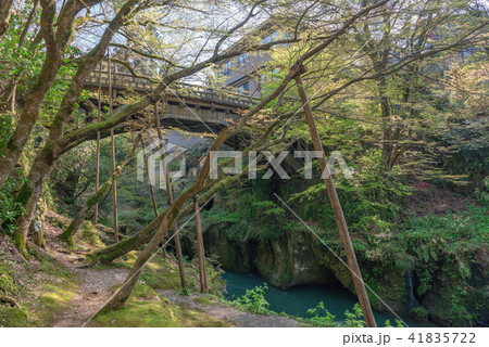 山中温泉こおろぎ橋 山中温泉こおろぎ橋 41835722