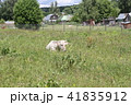 A white cow lies on a meadow in green grass.  41835912