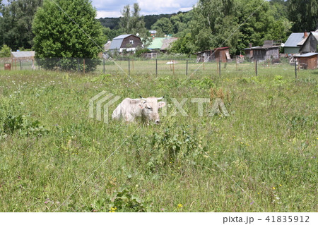 A white cow lies on a meadow in green grass.  41835912