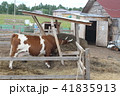 Spotted red and white cow on the farm.  41835913