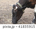 Brown cow on the farm. Cow head close up.  41835915
