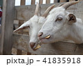 Goats are eating cookies.  41835918