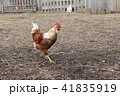 Single brown chicken or rooster looking for food. 41835919