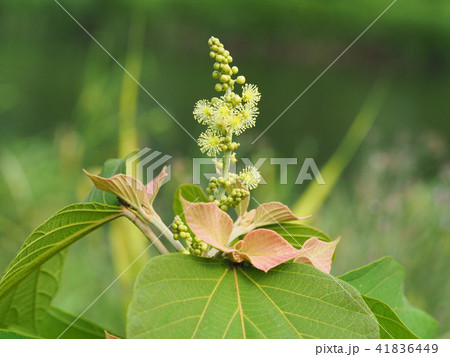 アカメガシワ 41836449