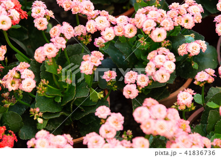 背景 バックグラウンド バックグランド 41836736