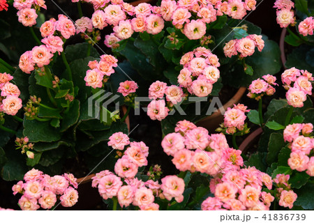 背景 バックグラウンド バックグランド 41836739