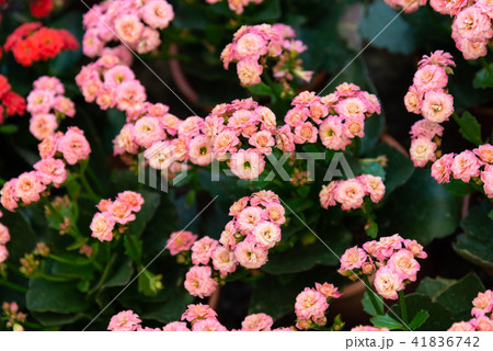 背景 バックグラウンド バックグランド 41836742