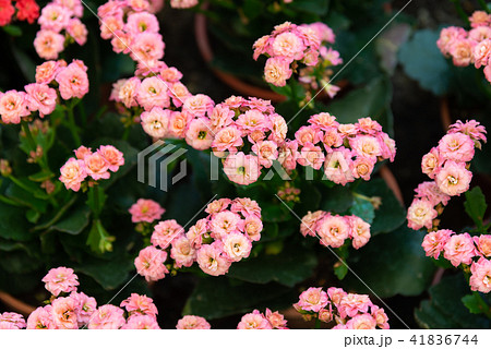 背景 バックグラウンド バックグランド 41836744