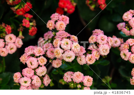 背景 バックグラウンド バックグランド 41836745