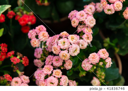 背景 バックグラウンド バックグランド 41836746