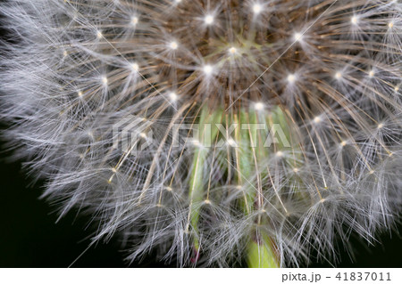 Fluffy dandelion. The seeds of a dandelion.  41837011