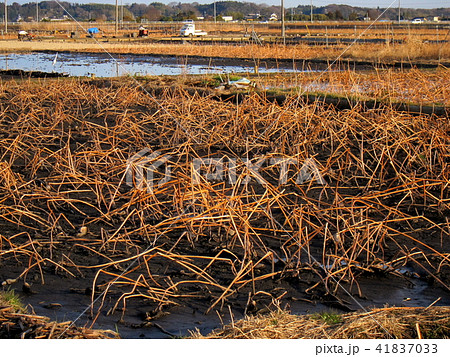 蓮根畑 蓮根畑 41837033