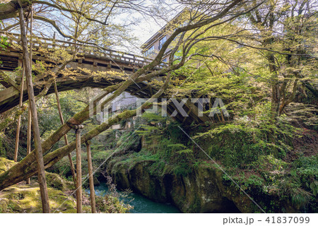 山中温泉こおろぎ橋 41837099