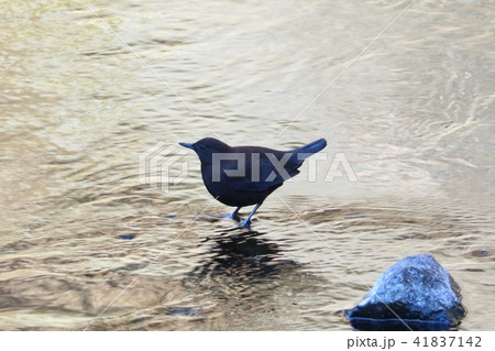 カワガラス　水鳥　野鳥 41837142