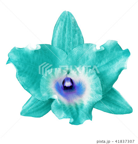 A jade blue orchid flower, isolated white  41837307