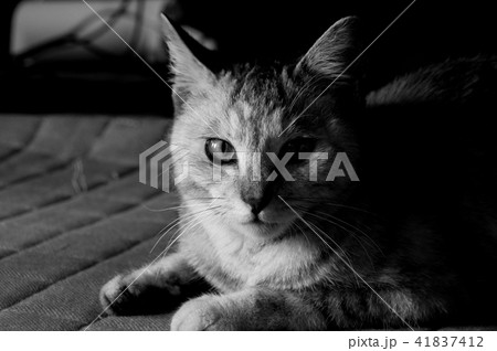 猫・モノクロ 41837412
