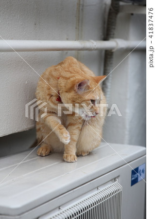 虎猫 41837476