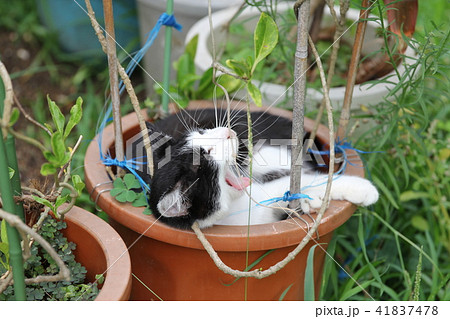 あくびをする猫 あくびをする猫 41837478