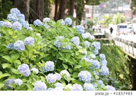 北鎌倉の紫陽花２ 41837483