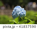 青色の紫陽花 41837590