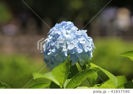 青色の紫陽花 41837590