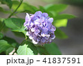 紫色の紫陽花 41837591