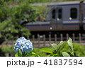 横須賀線と紫陽花２ 41837594