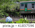 湘南新宿ラインと紫陽花 41837596