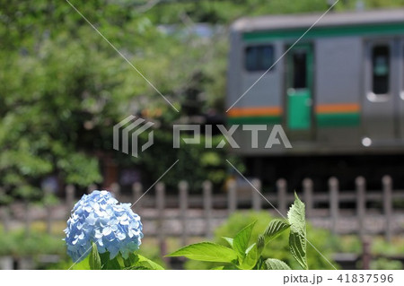 湘南新宿ラインと紫陽花 41837596