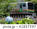 湘南新宿ラインと紫陽花２ 41837597