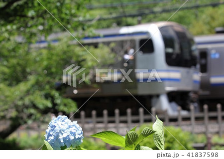横須賀線と紫陽花４ 41837598
