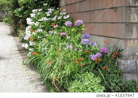 紫陽花の花 41837947