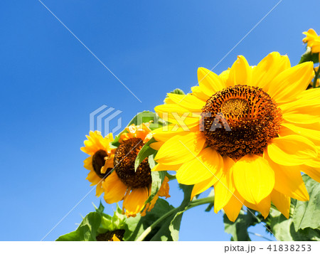 夏の花 ひまわり 夏の花 ひまわり 41838253