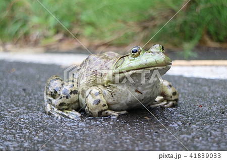 食用 ガエル