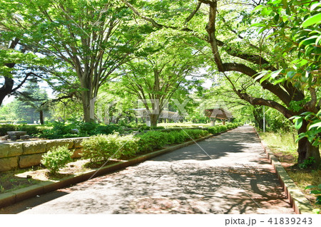 仙台 榴ヶ岡公園 仙台 榴ヶ岡公園 41839243